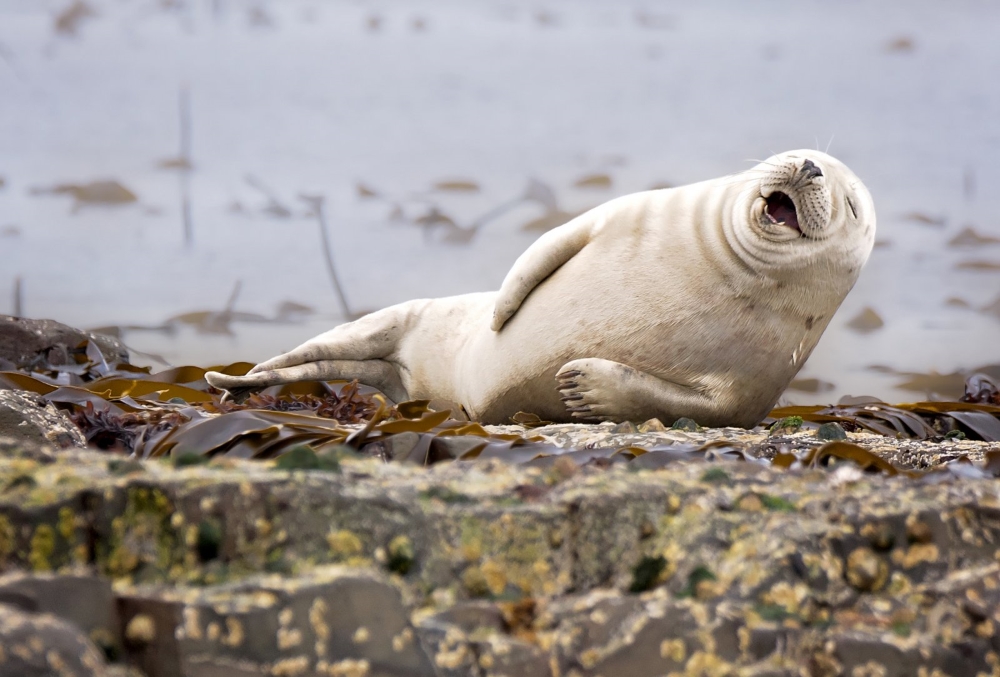 Unleash Your Laughter: The Funniest Animals You'll Ever See