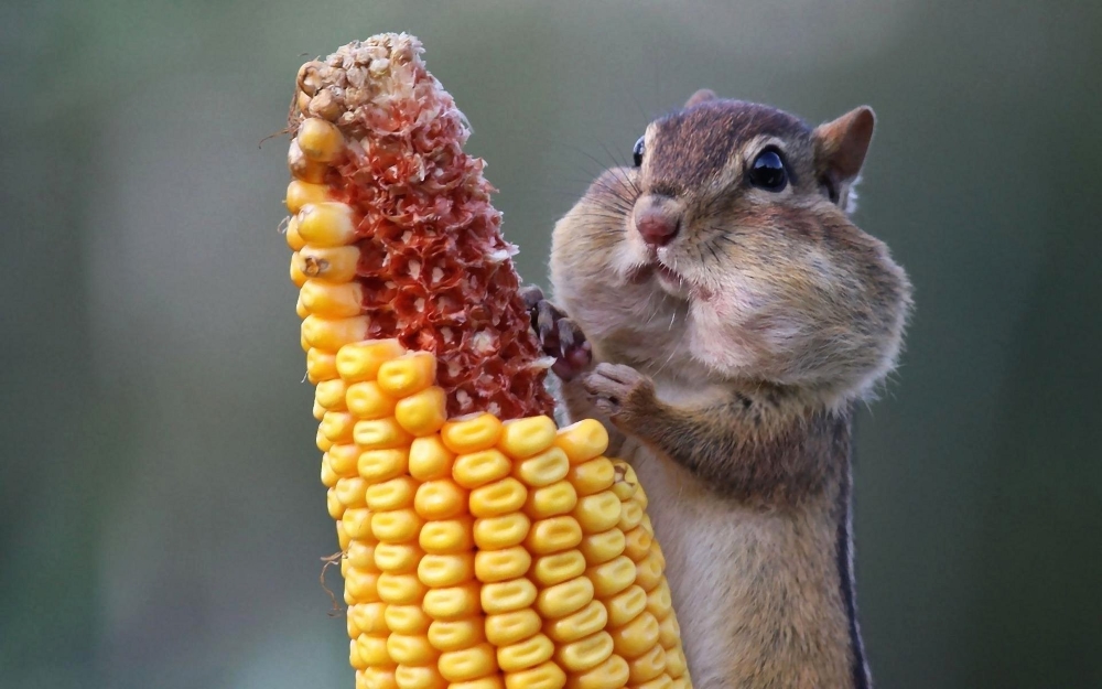 Unleash Your Laughter: The Funniest Animals You'll Ever See