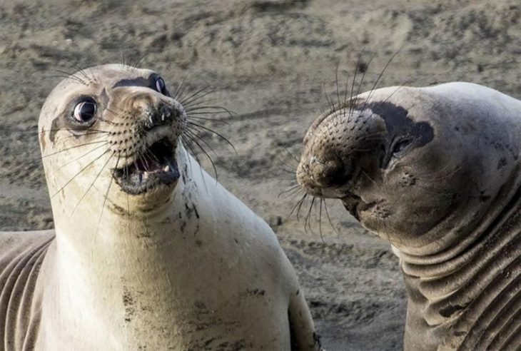 Unleash Your Laughter: The Funniest Animals You'll Ever See