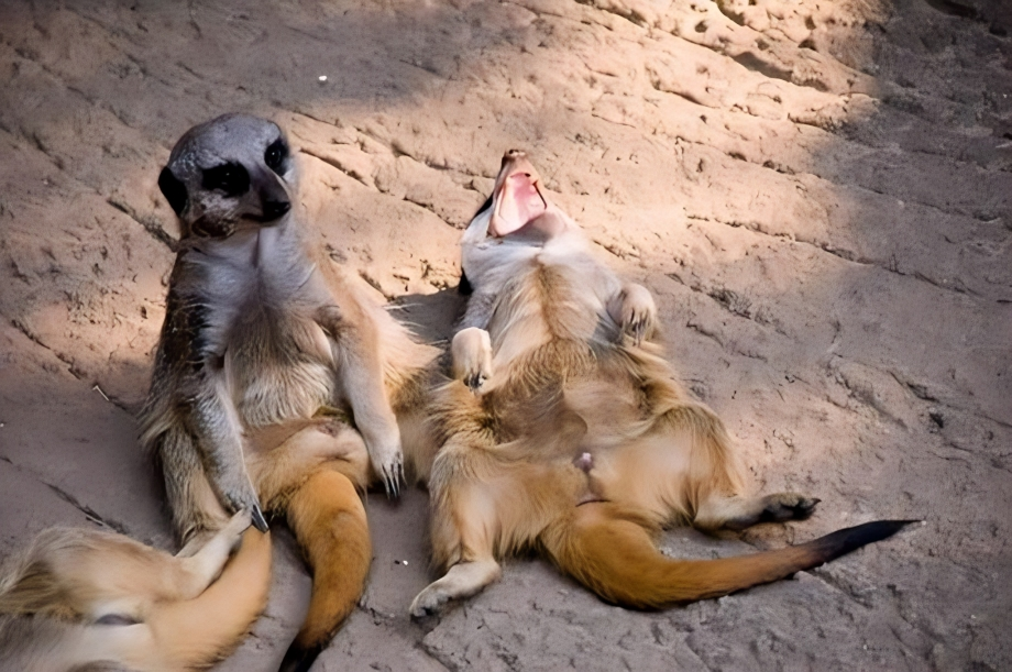 Unleash Your Laughter: The Funniest Animals You'll Ever See
