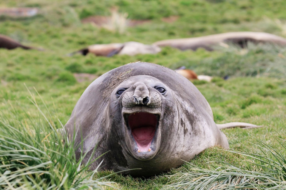 Unleash Your Laughter: The Funniest Animals You'll Ever See