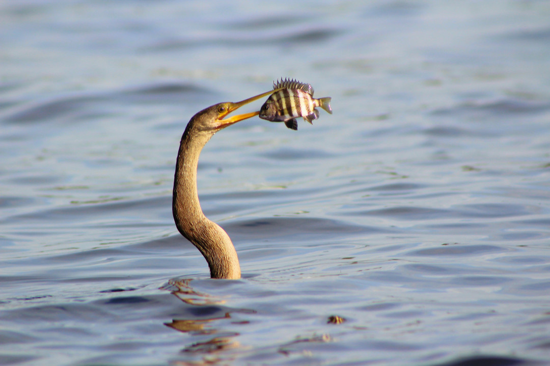 Captured Perfection: Animals Caught in the Perfect Moment