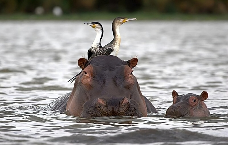 Captured Perfection: Animals Caught in the Perfect Moment