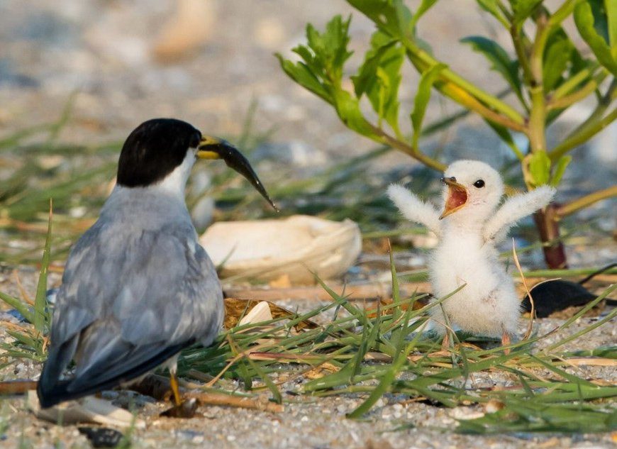 Captured Perfection: Animals Caught in the Perfect Moment