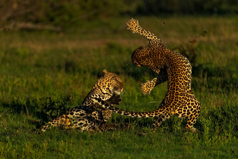 Captured Perfection: Animals Caught in the Perfect Moment