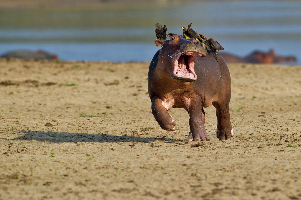 Captured Perfection: Animals Caught in the Perfect Moment