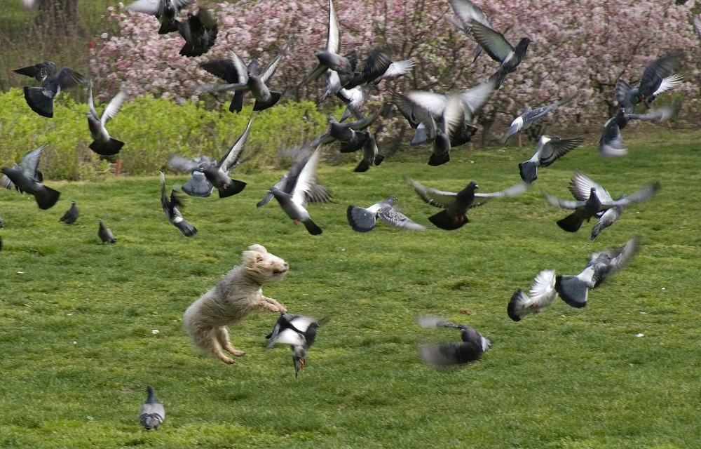 Captured Perfection: Animals Caught in the Perfect Moment