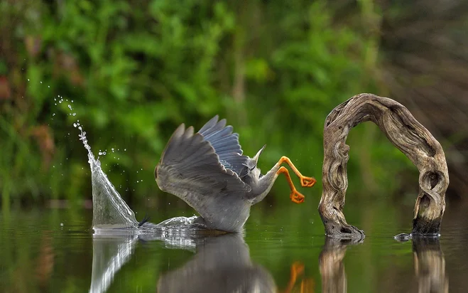 Captured Perfection: Animals Caught in the Perfect Moment