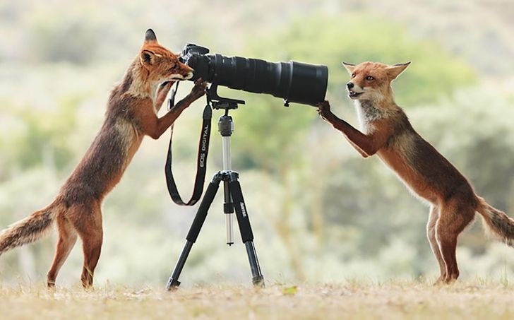 Captured Perfection: Animals Caught in the Perfect Moment