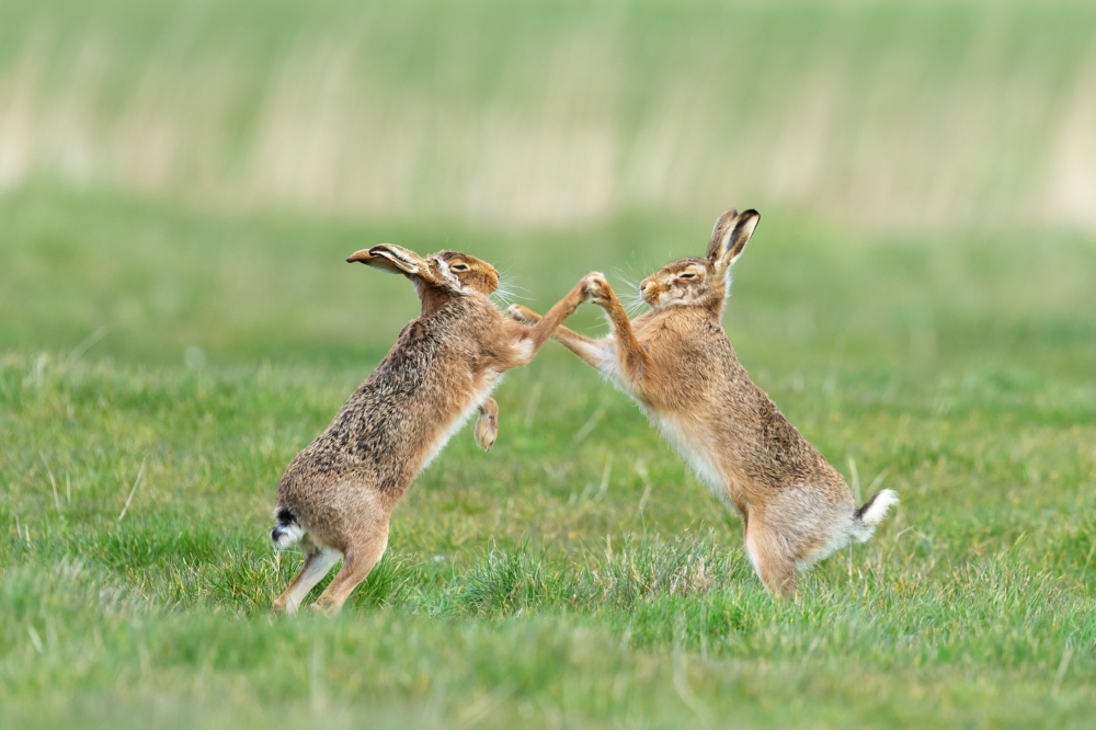 Captured Perfection: Animals Caught in the Perfect Moment