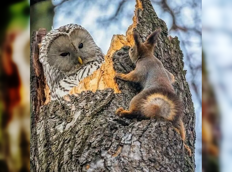 Captured Perfection: Animals Caught in the Perfect Moment