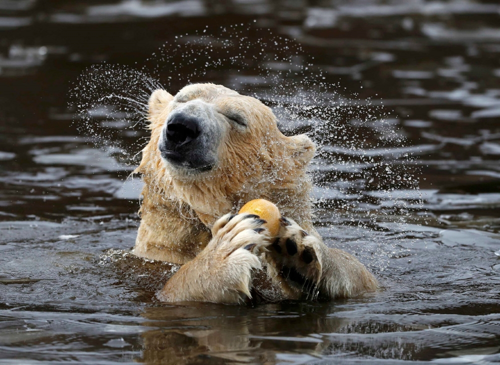 Captured Perfection: Animals Caught in the Perfect Moment